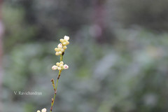 Sirhookera latifolia